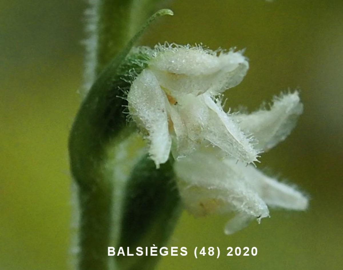 Lady's Tresses, Creeping flower